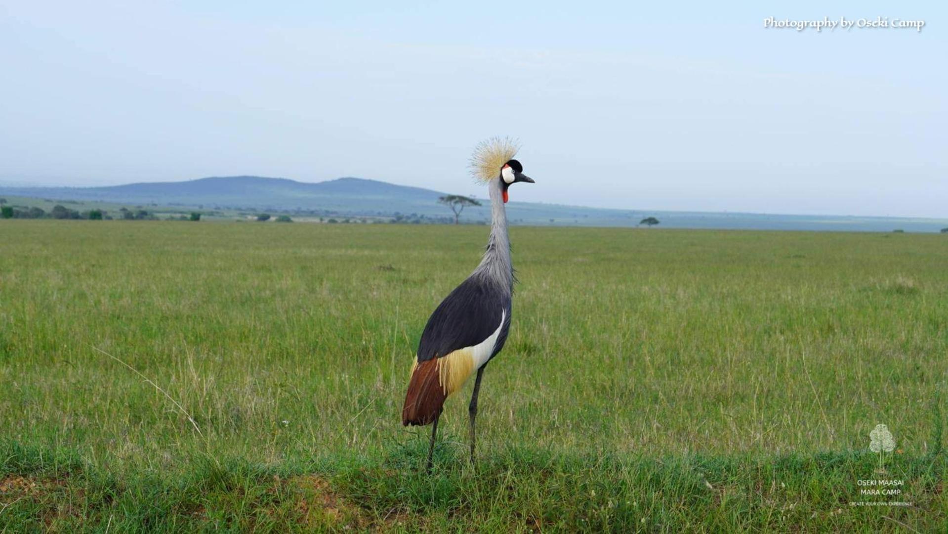 Готель Oseki Maasai Mara Camp Narok Екстер'єр фото