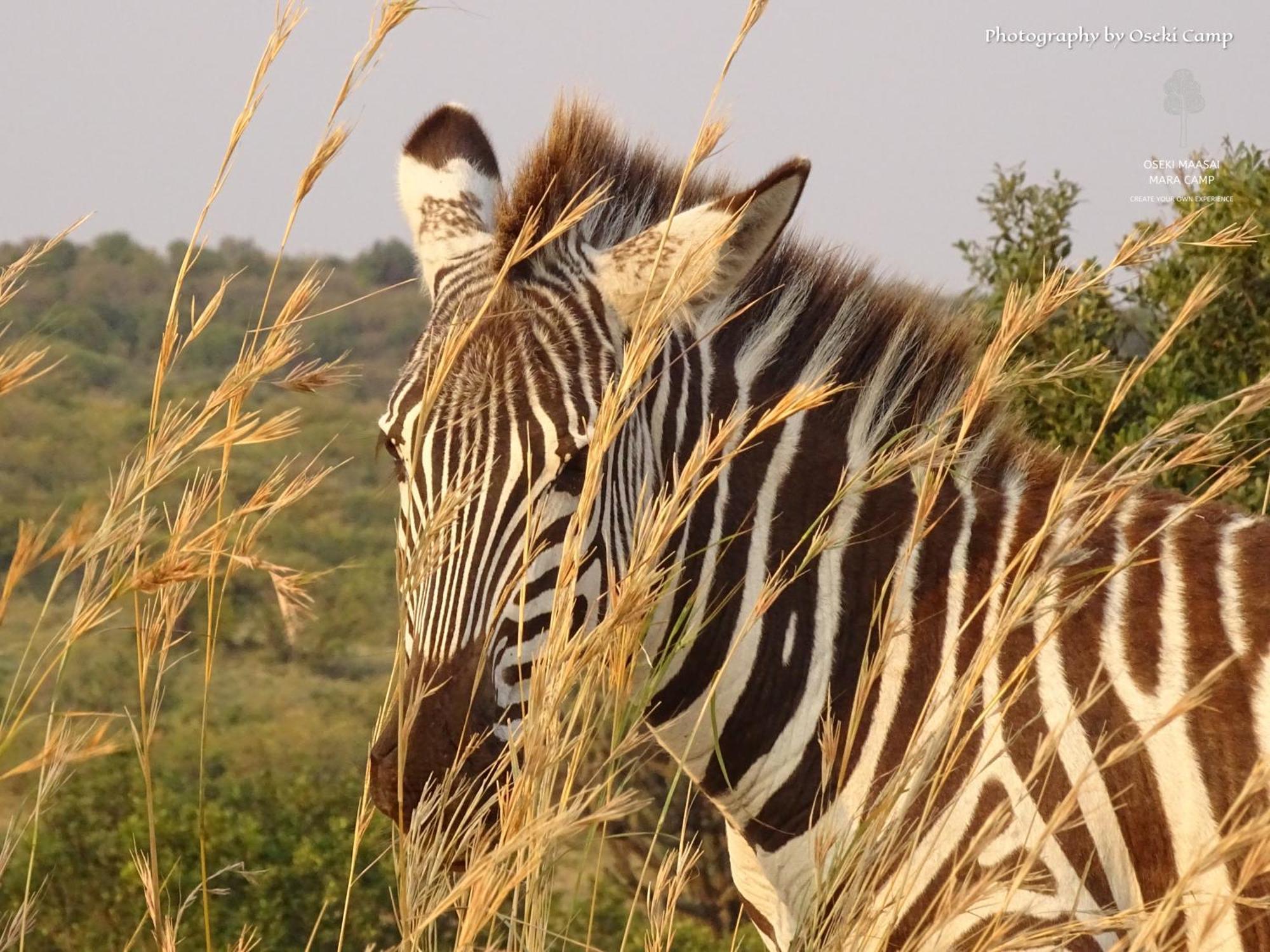 Готель Oseki Maasai Mara Camp Narok Екстер'єр фото