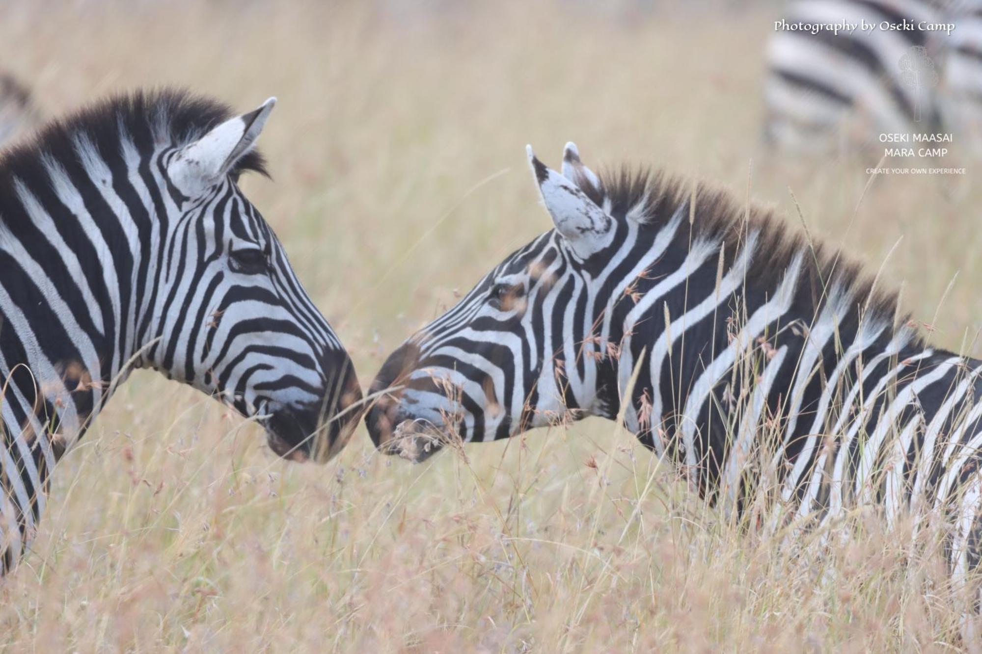Готель Oseki Maasai Mara Camp Narok Екстер'єр фото