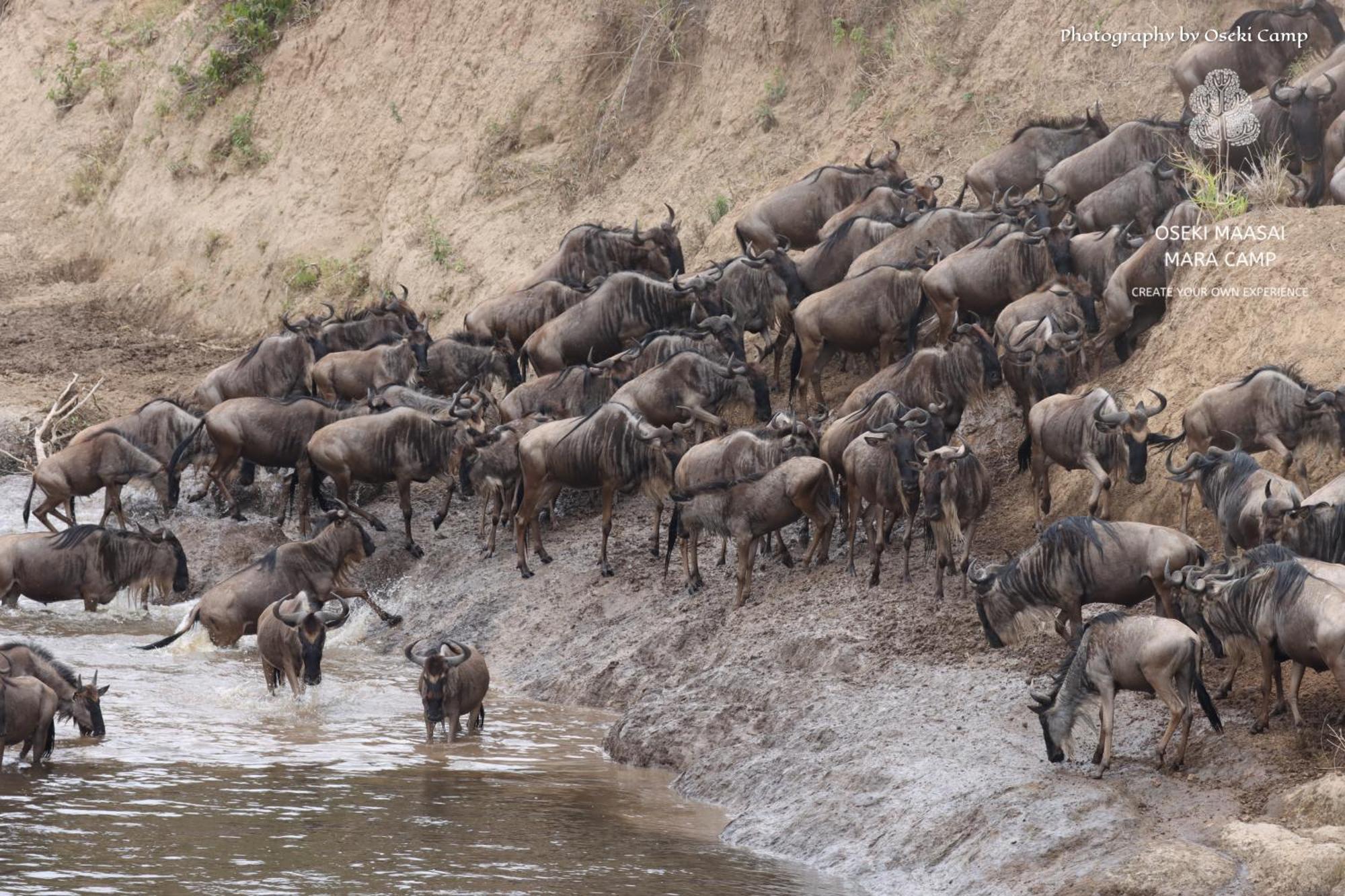 Готель Oseki Maasai Mara Camp Narok Екстер'єр фото