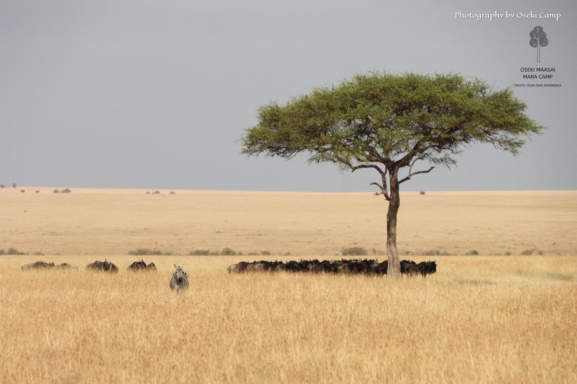 Готель Oseki Maasai Mara Camp Narok Екстер'єр фото